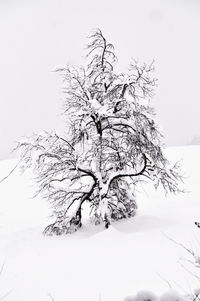 Close-up of bare tree in snow