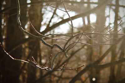 Close-up of wet tree branches in forest