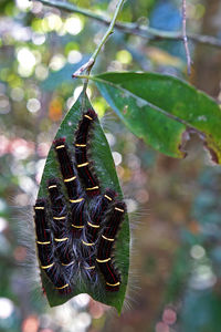 Close-up of insect on plant