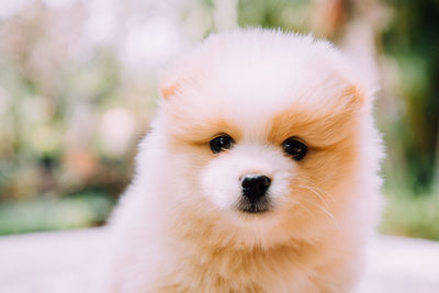 Close-up portrait of a dog