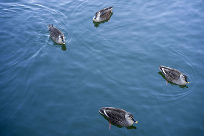 High angle view of ducks swimming in lake