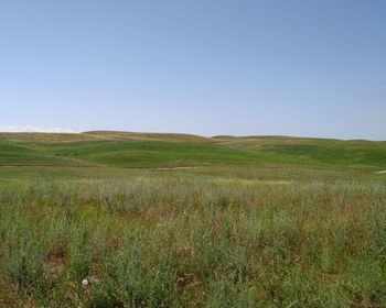 Scenic view of field against clear sky