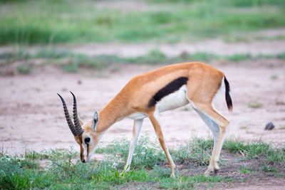 Deer in a field