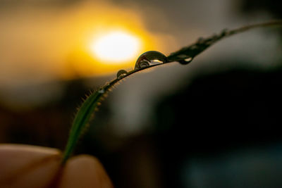 Close-up of raindrops on plant