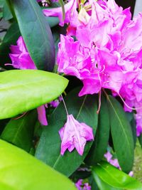 Close-up of pink flowering plant