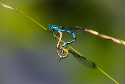 Close-up of damselfly on leaf