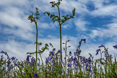 Low angle view of flowering plants on field against sky