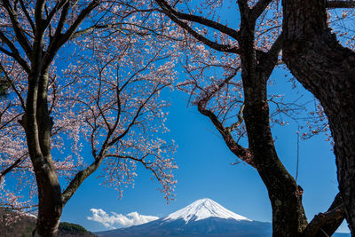 Low angle view of trees and snowcapped mountain against sky