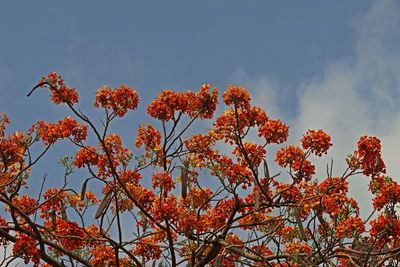 Low angle view of orange flowering plant against sky