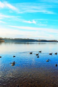 Ducks swimming in lake against blue sky