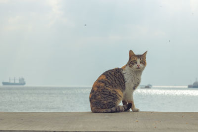 Cat sitting on a sea