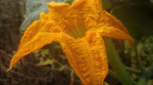 Close-up of yellow flower blooming outdoors