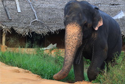 Elephant in front of house