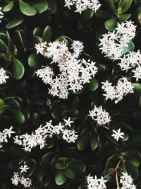 Close-up of white flowers