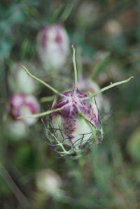 Close-up of flower