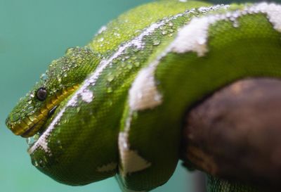 Close-up of a turtle against blurred background