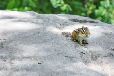 Squirrel on rock