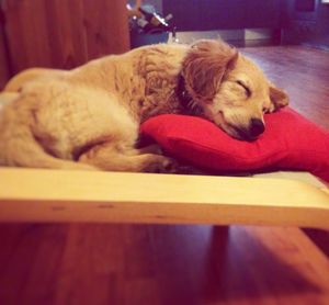 Dog sleeping on couch