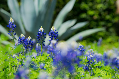 Close-up of purple flowering plants on field