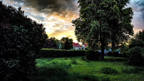 Trees on field against sky at sunset