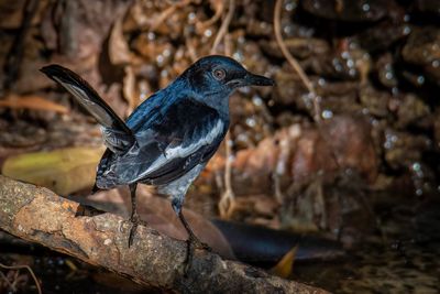 Close-up of bird perching on branch