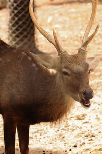 Close-up of deer