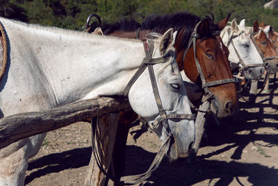 Number of horses are tied up in the mountains ride tourists in the crimea in the summer