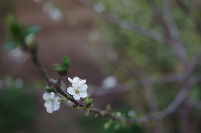 Close-up of white flowers in bloom