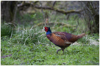 Pheasant in the woods in kirriemuir