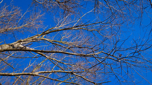 Low angle view of bare tree against clear blue sky