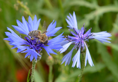 Close-up of bee pollinating on purple flower