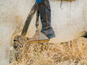 Close-up of horse hanging outdoors