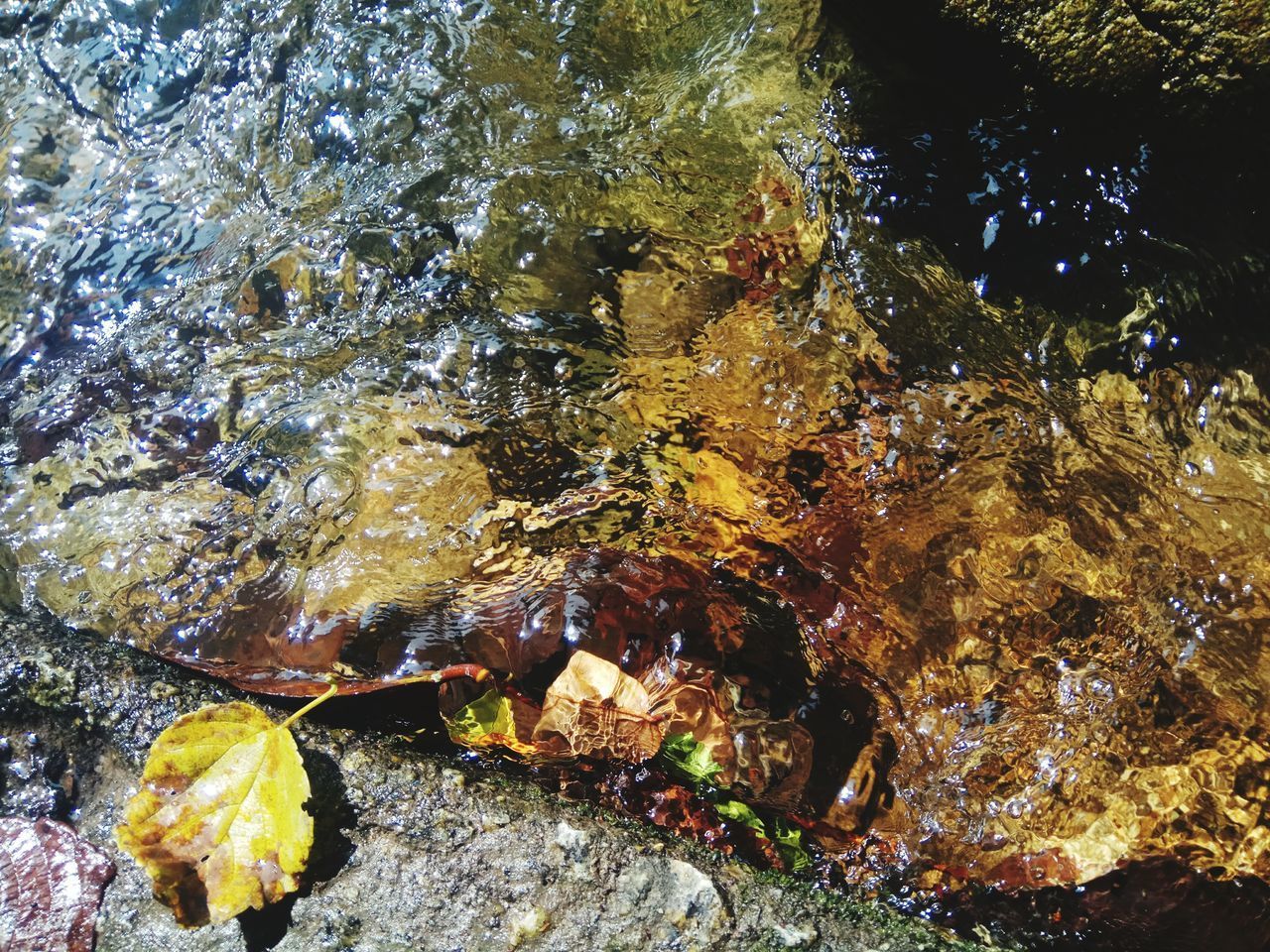 HIGH ANGLE VIEW OF AN ANIMAL