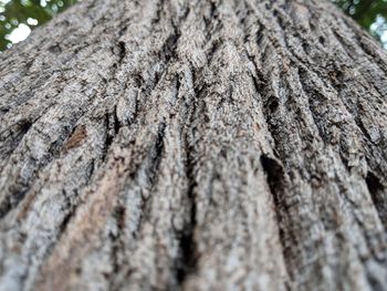 Close-up of tree trunk