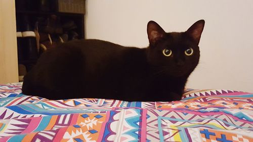 Close-up portrait of black cat sitting on bed at home