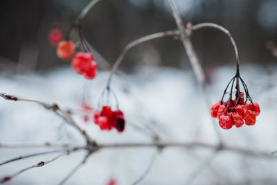 Close-up of red berries growing on tree