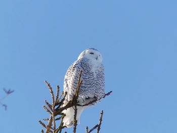 Low angle view of snowy owl perching on tree