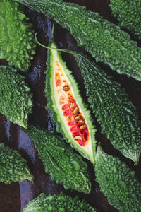 Close-up of wet plant