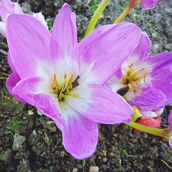 Close-up of pink crocus blooming outdoors