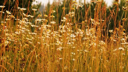 Close-up of wheat growing on field