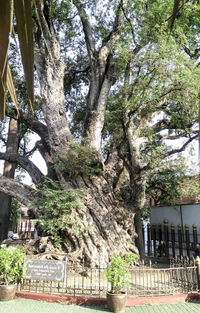 Trees and plants growing outside house