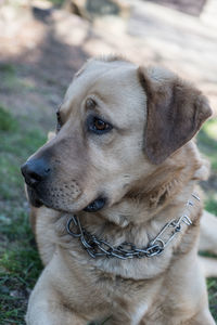 Close-up of dog looking away