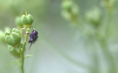 Close-up of fruit on plant