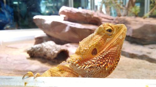 Close-up of a lizard