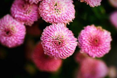 Close-up of pink flowers