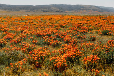 Scenic view of orange flowering plants on field