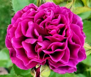 Close-up of pink rose flower