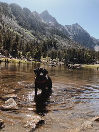 Dog on a lake