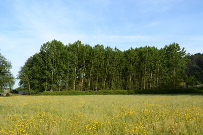 Scenic view of trees against sky