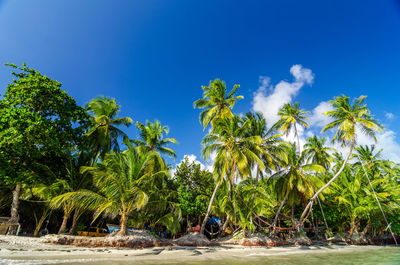 Palm trees growing at beach against blue sky